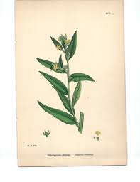 Attēlu rezultāti vaicājumam “Lithospermum officinale”