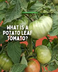 Attēlu rezultāti vaicājumam “Solanum tuberosum leaf”