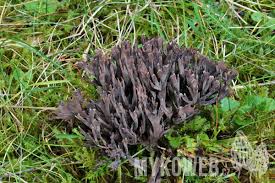 Attēlu rezultāti vaicājumam “Thelephora palmata”