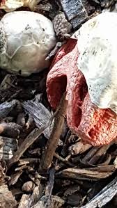 Attēlu rezultāti vaicājumam “Collaria rubens spores”