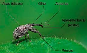 Attēlu rezultāti vaicājumam “Anthonomus phyllocola”