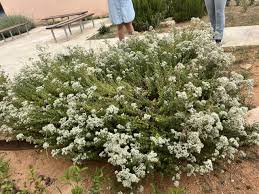 Image result for Origanum majorana