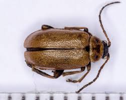 Attēlu rezultāti vaicājumam “Lochmaea caprea”