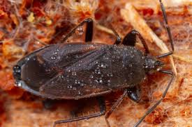 Attēlu rezultāti vaicājumam “Eremocoris plebejus”