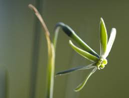 Attēlu rezultāti vaicājumam “Narcissus bud”