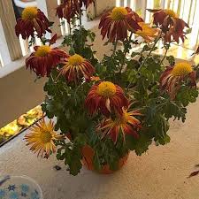 Image result for Tithonia rotundifolia