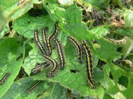 Attēlu rezultāti vaicājumam “Callimorpha dominula larva”