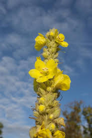 Attēlu rezultāti vaicājumam “Verbascum densiflorum flower”