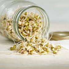 Image result for bean sprout