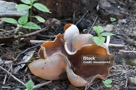 Attēlu rezultāti vaicājumam “Peziza repanda”