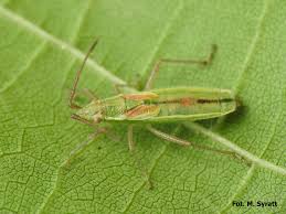 Attēlu rezultāti vaicājumam “Myrmus miriformis”