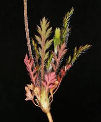 Attēlu rezultāti vaicājumam “Papaver argemone leaf”