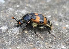 Attēlu rezultāti vaicājumam “Nicrophorus vespillo”