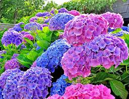 Attēlu rezultāti vaicājumam “Hydrangea”