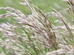 Attēlu rezultāti vaicājumam “Helictotrichon pratense”