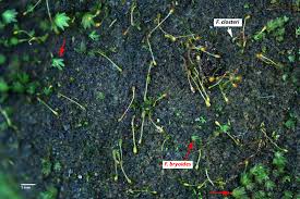 Attēlu rezultāti vaicājumam “Fissidens bryoides sporophyte”