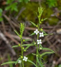 Attēlu rezultāti vaicājumam “Thesium alpinum leaf”