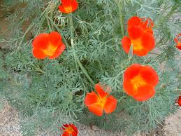 Attēlu rezultāti vaicājumam “Eschscholzia californica leaf”