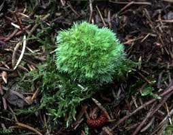 Attēlu rezultāti vaicājumam “Leucobryum juniperoideum”
