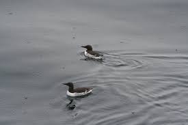 Image result for Uria aalge