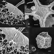 Attēlu rezultāti vaicājumam “Cribraria martinii stalked”