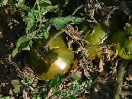 Afbeeldingsresultaat voor black oxheart tomato