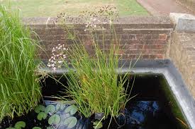 Attēlu rezultāti vaicājumam “Butomus umbellatus fruit”