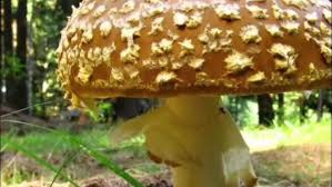 Attēlu rezultāti vaicājumam “Amanita regalis”