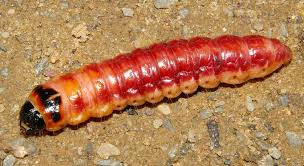 Attēlu rezultāti vaicājumam “Cossus cossus larva”