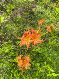 Attēlu rezultāti vaicājumam “Rhododendron calendulaceum flower”