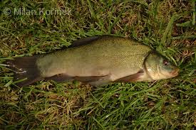 Image result for Tinca tinca