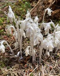 Attēlu rezultāti vaicājumam “Plantago uniflora flower”