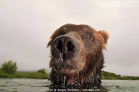 Attēlu rezultāti vaicājumam “Ursus arctos”