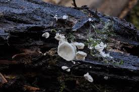 Attēlu rezultāti vaicājumam “Rimbachia neckerae”