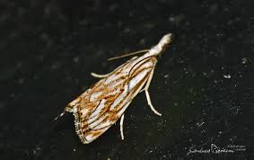 Attēlu rezultāti vaicājumam “Catoptria falsella”