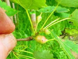 Attēlu rezultāti vaicājumam “Contarinia petioli”