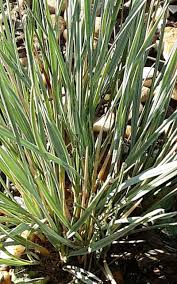 Attēlu rezultāti vaicājumam “Koeleria glauca leaf”