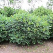 Attēlu rezultāti vaicājumam “Rhus typhina”