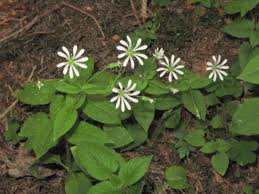 Attēlu rezultāti vaicājumam “Stellaria nemorum leaf”
