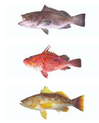 Image result for Mycteroperca olfax