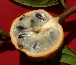 Attēlu rezultāti vaicājumam “Fruticola fruticum”