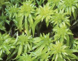 Attēlu rezultāti vaicājumam “Sphagnum riparium”