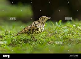 Image result for Zoothera dauma