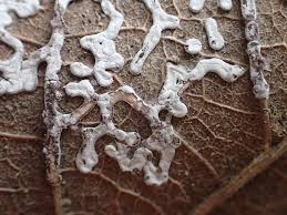 Attēlu rezultāti vaicājumam “Diderma effusum”