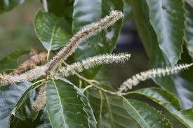 Attēlu rezultāti vaicājumam “Licea castanea macro”