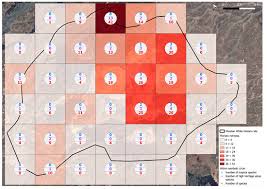 Attēlu rezultāti vaicājumam “Didymodon tophaceus sporophyte”