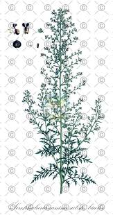 Attēlu rezultāti vaicājumam “Verbascum thapsus fruit”