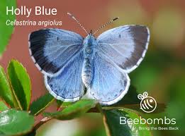 Attēlu rezultāti vaicājumam “Celastrina argiolus male”