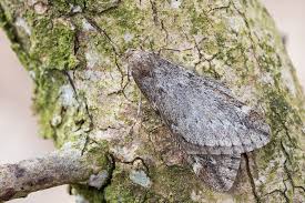 Attēlu rezultāti vaicājumam “Alsophila aescularia”