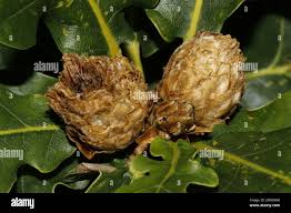 Attēlu rezultāti vaicājumam “Andricus foecundatrix”